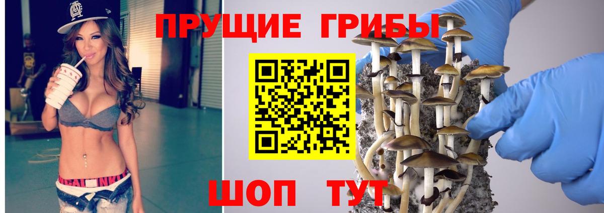 Псилоцибиновые грибы Psilocybe Кузнецк